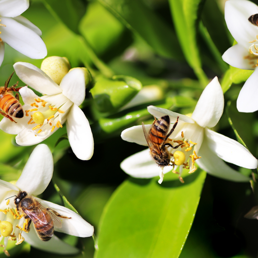 Gardening for Pollinators: Attracting Butterflies, Bees and Hummingbirds